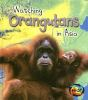 Watching_orangutans_in_Asia